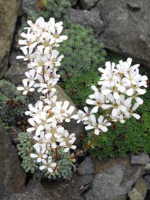 Saxifraga cochlearis 'Probynii'